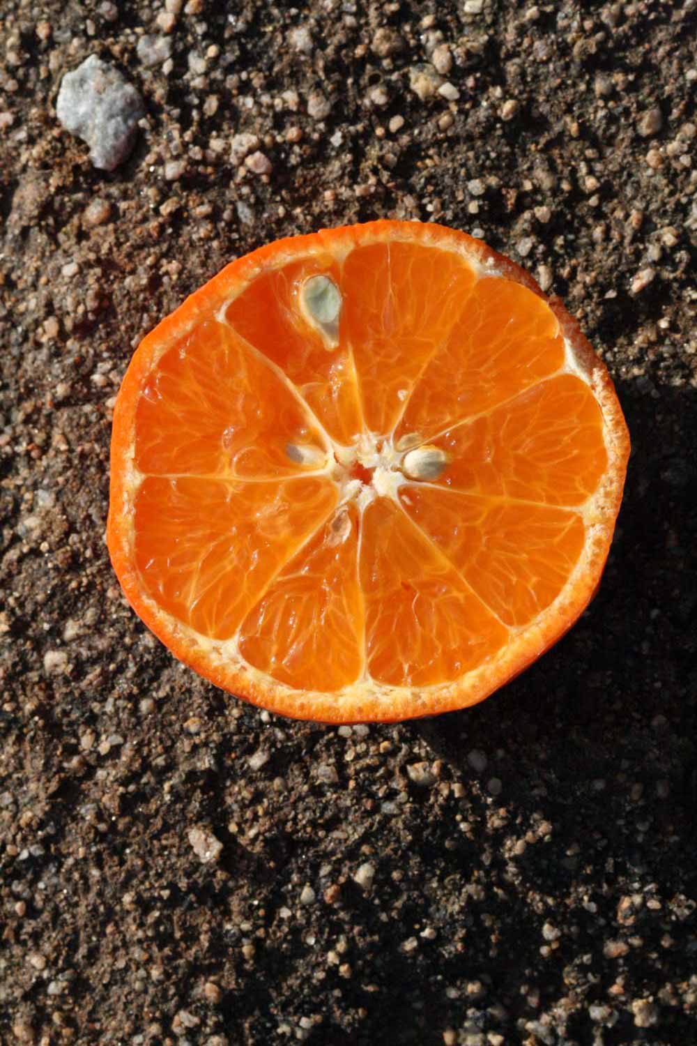              Fruit (Riverside, CA)       